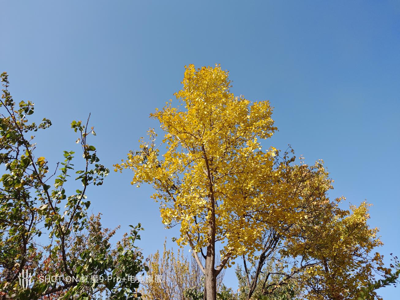 红魔9 Pro+评测:游戏手机、也可能是所有手机的终极形态
