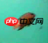 【PaddleHub模型贡献】一行代码实现海洋生物识别 - 创想鸟