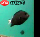 【PaddleHub模型贡献】一行代码实现海洋生物识别 - 创想鸟