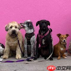 斯坦福120类狗分类