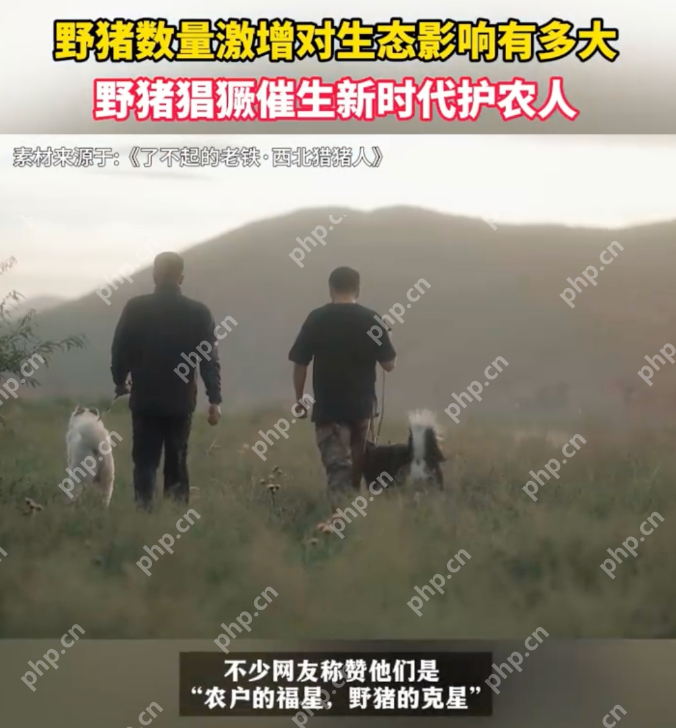 西北护农队四年捕获超2000头野猪：只要农户有需要，他一定到场 - 创想鸟