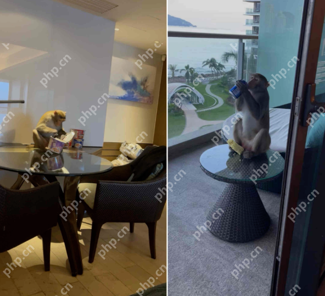 三亚一五星级酒店遭猕猴“洗劫”,住客:海景房秒变“猴景房” - 创想鸟