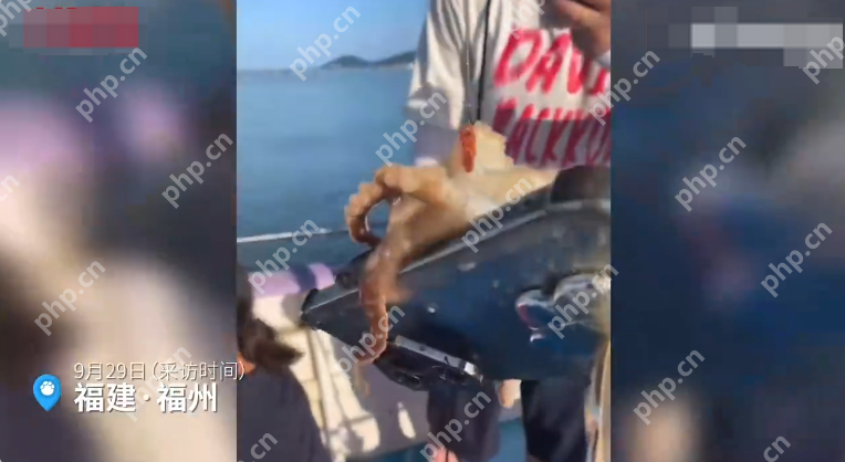 游客海钓一只八爪鱼紧抱一部手机  网友戏称“自带赎金” - 创想鸟