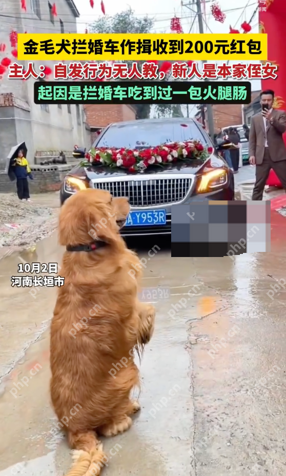 金毛犬拦婚车作揖收到200元红包是怎么回事?详情介绍 - 创想鸟