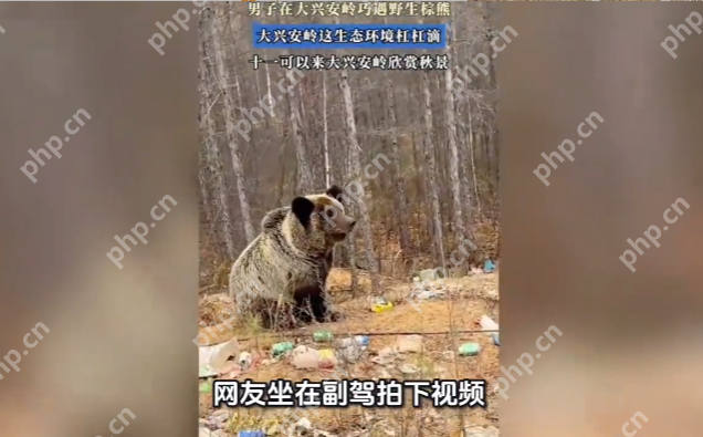大兴安岭棕熊身边满是垃圾被吐槽 当事人：管护站工作人员已进行打扫 - 创想鸟