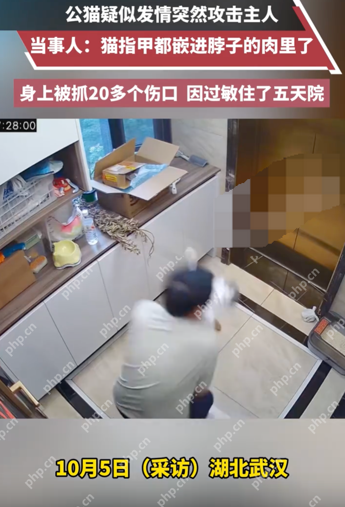 公猫疑似发情突然攻击主人 当事人:身上被抓20多个伤口 - 创想鸟