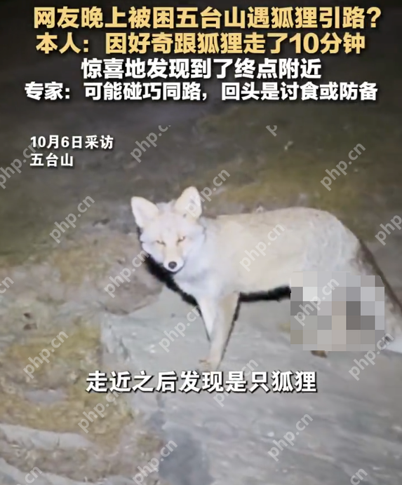 网友晚上被困五台山遇狐狸引路? 本人:因好奇跟狐狸走了10分钟 惊喜地发现到了终点附近 - 创想鸟