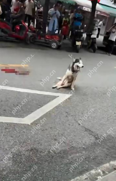 官方通报流浪犬伤人后被砍伤事件:加强社区内犬只工作管理 - 创想鸟