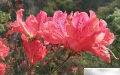火红杜鹃养殖技巧