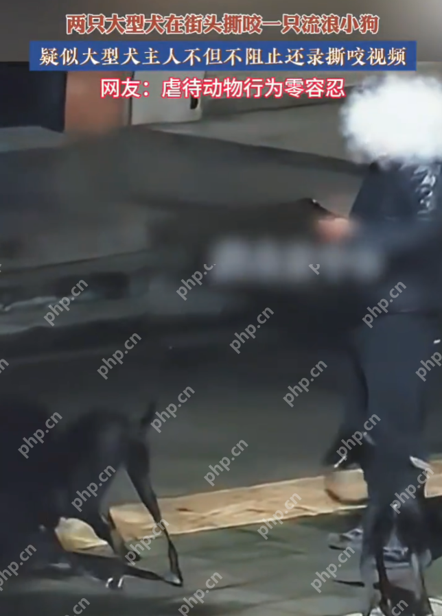 两大型犬撕咬流浪狗 疑似犬主不制止是怎么回事?详情介绍 - 创想鸟