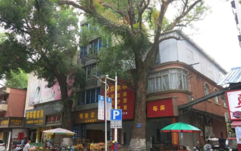 男子因嫌220年古樟树遮挡采光，竟多次投毒企图将其杀死
