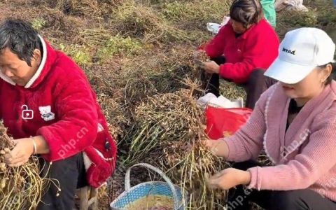 河南一地可以免费捡花生?居民回应