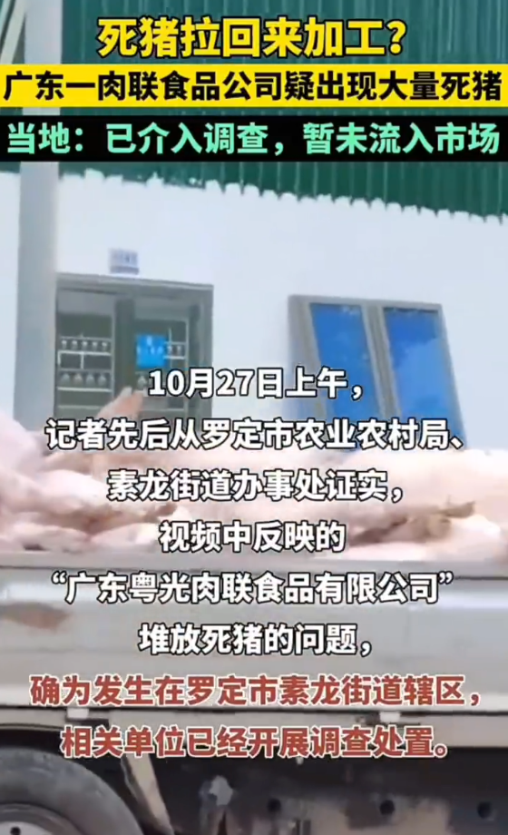 广东某食品公司出现大量死猪 当地回应:已介入调查,未流入市场 - 创想鸟
