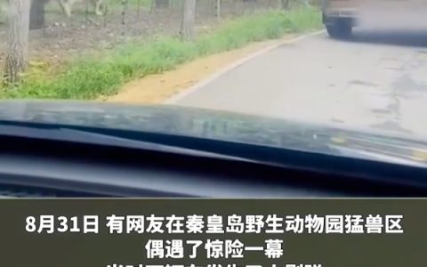 动物园内多名游客下车当老虎面吵架是怎么回事？详情介绍