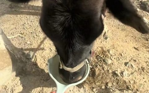 小伙在新疆“找矿”却因喂牛走红是怎么回事？详情介绍