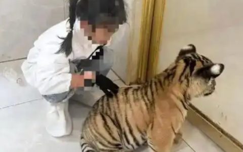 幼虎咬伤女童或与动物卡通化有关系是怎么回事？详情介绍