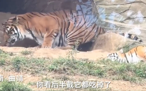 云南一动物园现老虎吞食死去幼崽是怎么回事？详情介绍