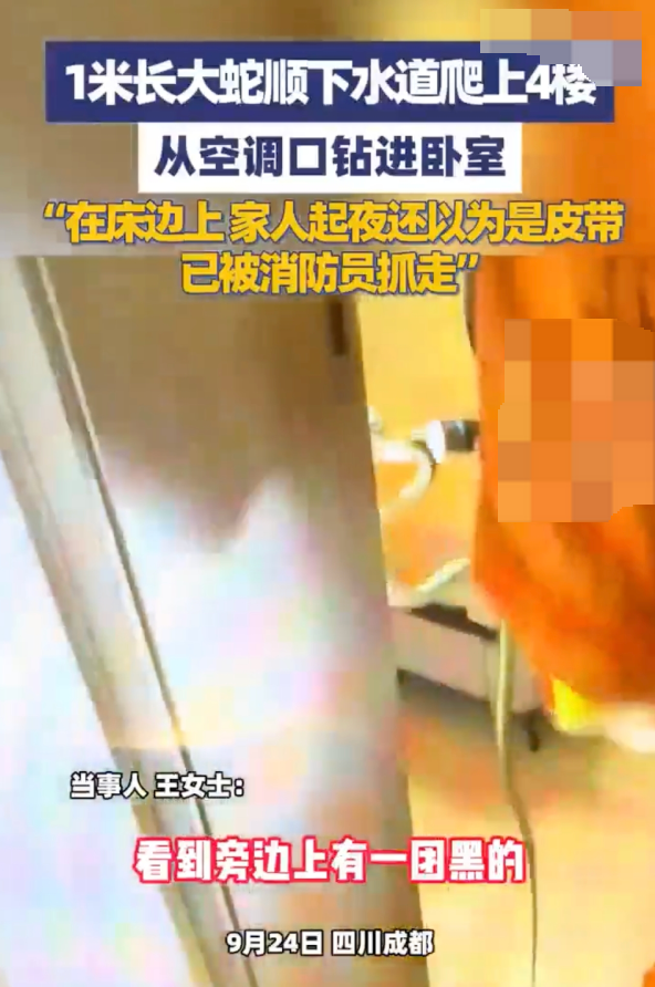1米长大蛇爬4楼钻进卧室是怎么回事?详情介绍 - 创想鸟