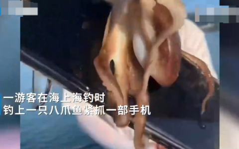 游客海钓一只八爪鱼紧抱一部手机  网友戏称“自带赎金”