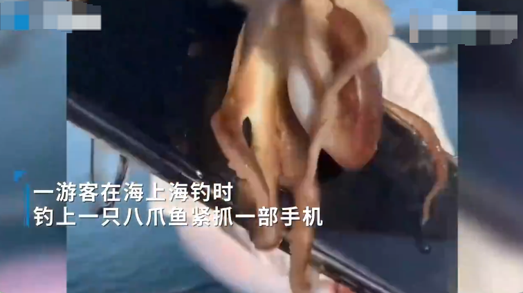 游客海钓一只八爪鱼紧抱一部手机  网友戏称“自带赎金” - 创想鸟