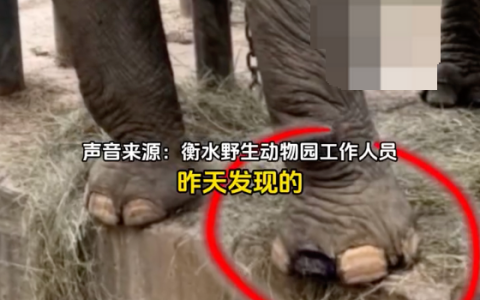 衡水野生动物园一大象被指趾甲缺失是怎么回事？详情介绍