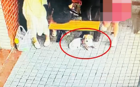 小狗服务区苦等主人1天1夜不肯挪窝是怎么回事？详情介绍