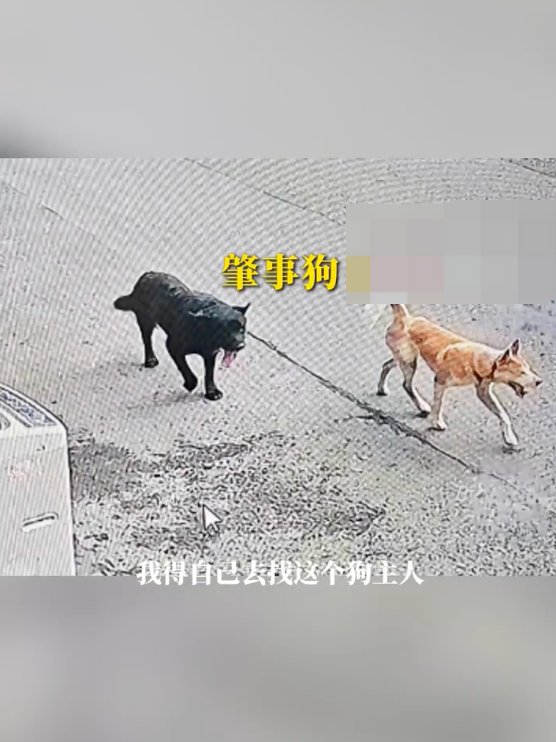 将车啃到面目全非黑狗仍未找到 附近居民:以前在这附近没见过黑狗 - 创想鸟