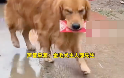 金毛犬拦婚车作揖收到200元红包是怎么回事？详情介绍