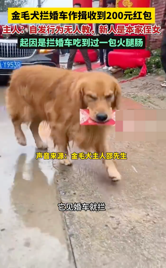 金毛犬拦婚车作揖收到200元红包是怎么回事?详情介绍 - 创想鸟