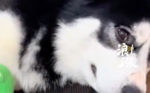 女子为救爱犬被未牵绳金毛咬伤是怎么回事？详情介绍