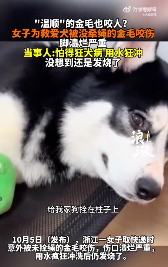 女子为救爱犬被未牵绳金毛咬伤是怎么回事?详情介绍 - 创想鸟