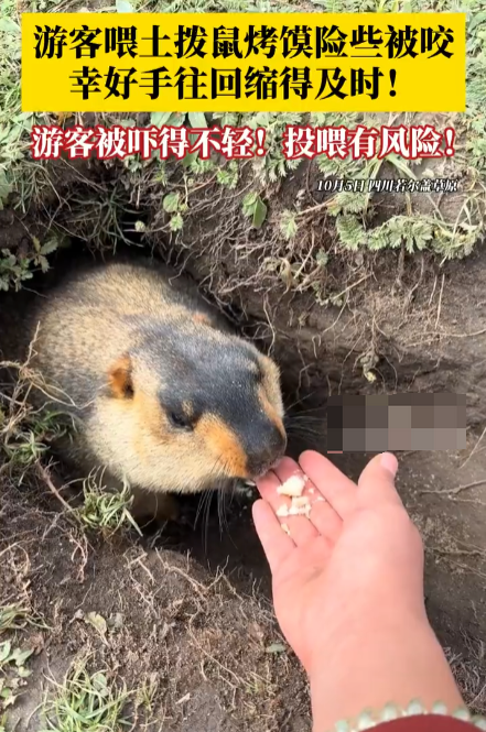 游客喂土拨鼠烤馍险被咬 温馨提示:土拨鼠或传播鼠疫,切勿因萌接触 - 创想鸟