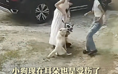 小狗因嫉妒偷袭白狗反遭一招制服是怎么回事？详情介绍