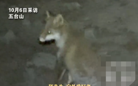 网友晚上被困五台山遇狐狸引路? 本人:因好奇跟狐狸走了10分钟 惊喜地发现到了终点附近