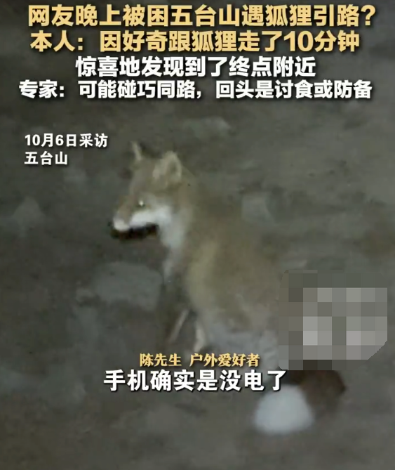 网友晚上被困五台山遇狐狸引路? 本人:因好奇跟狐狸走了10分钟 惊喜地发现到了终点附近 - 创想鸟