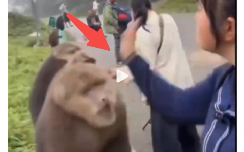 猴子被游客扇巴掌是怎么回事？详情介绍