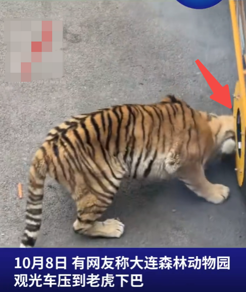 动物园老虎被观光车压到下巴 园方回应:已安排兽医和饲养员检查过没什么大问题 - 创想鸟