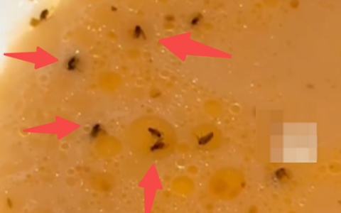 味千拉面回应碗里现大量飞虫：醋瓶子未及时清理导致 已在整改并协商赔偿