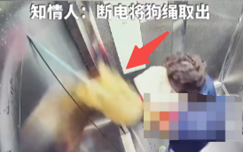 主人带狗进电梯 狗绳落外面狗狗被吊起 知情人:断电将狗绳取出