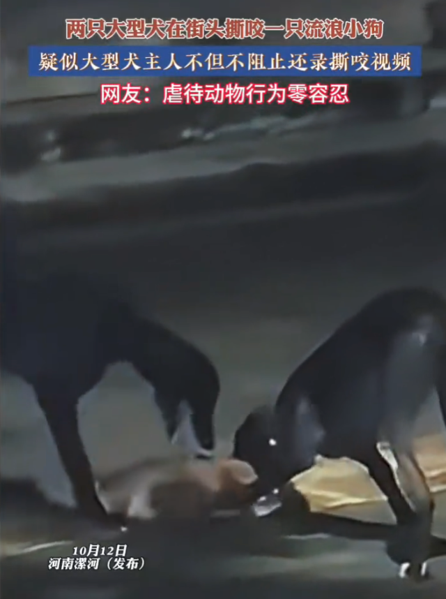 两大型犬撕咬流浪狗 疑似犬主不制止是怎么回事?详情介绍 - 创想鸟