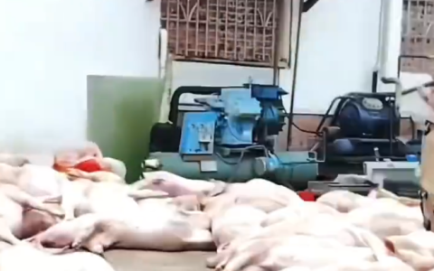 广东某食品公司出现大量死猪 当地回应：已介入调查，未流入市场