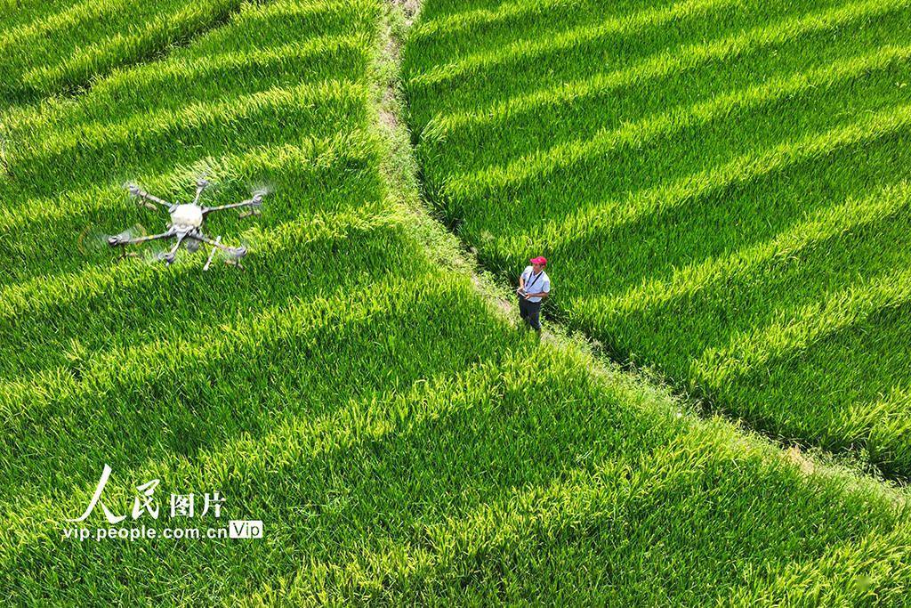 湖南桂阳:植保无人机“赶花”授粉