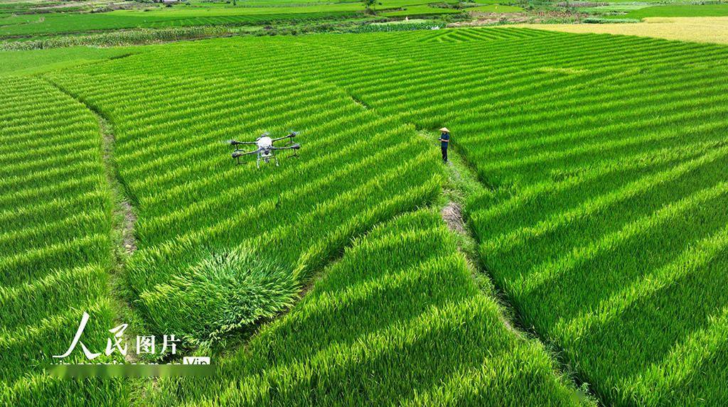 湖南桂阳:植保无人机“赶花”授粉