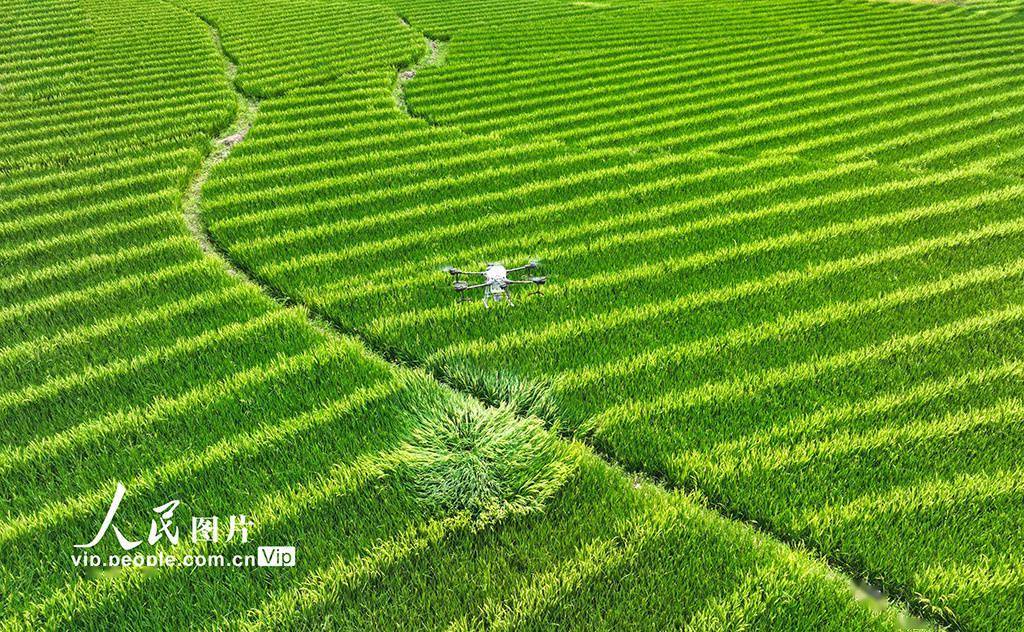 湖南桂阳:植保无人机“赶花”授粉