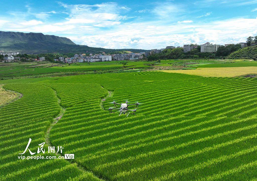 湖南桂阳:植保无人机“赶花”授粉