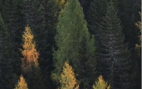 魅族18pro怎么设置桌面壁纸_魅族18pro设置桌面壁纸方法