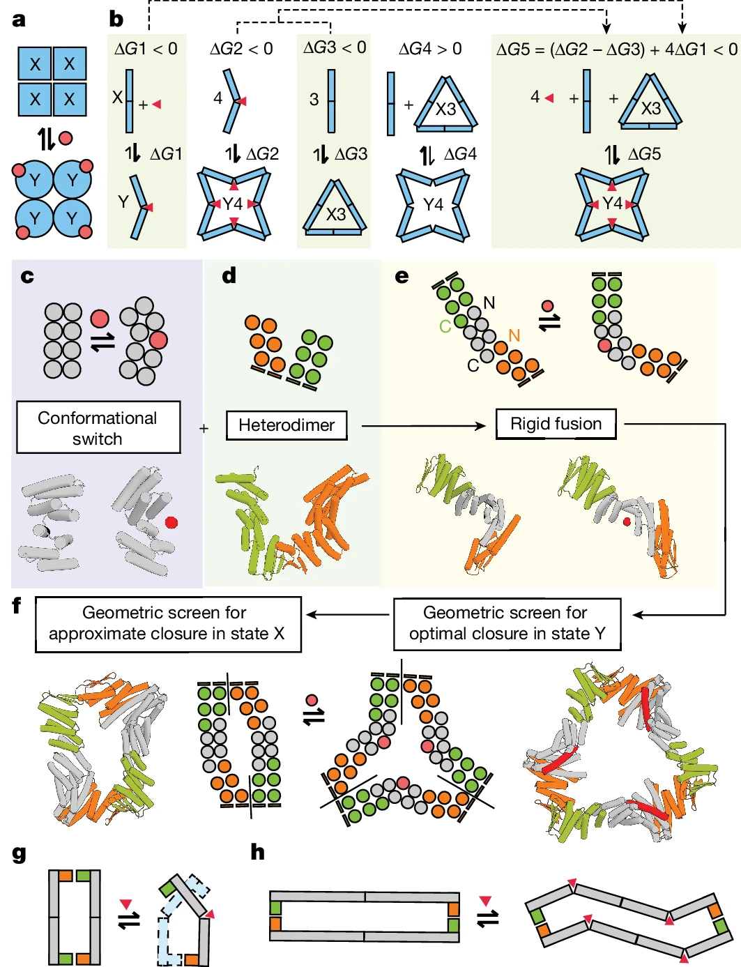 AI从头设计蛋白质「开关」,蛋白质设计的惊人突破,David Baker研究登Nature