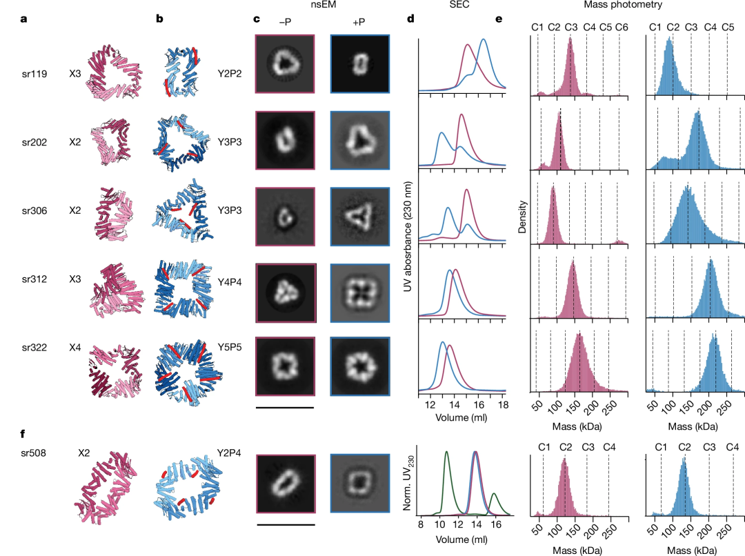 AI从头设计蛋白质「开关」,蛋白质设计的惊人突破,David Baker研究登Nature
