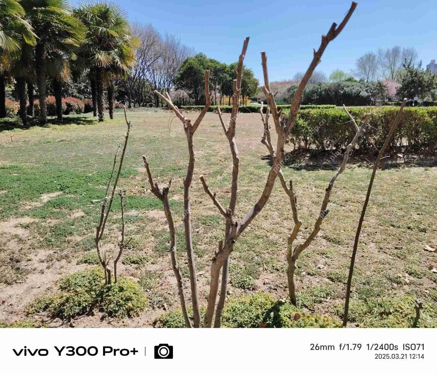 vivo Y300 Pro+评测:同档续航最强?