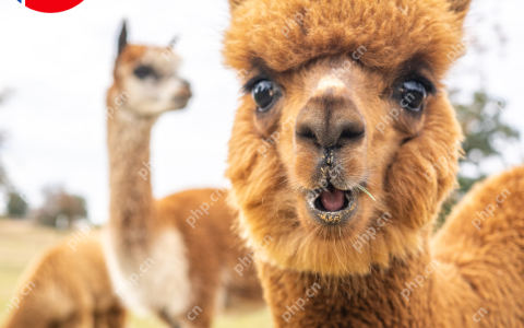 650亿参数大模型预训练方案开源可商用！LLaMA训练加速38%，来自明星开源项目